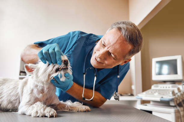 Best Urgent Dental Care in Passapatanzy, VA